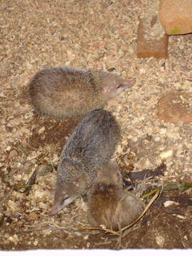 Image of Common Tenrec