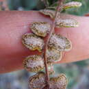 Image of Cochise scaly cloakfern