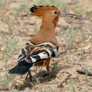 Image of hoopoes