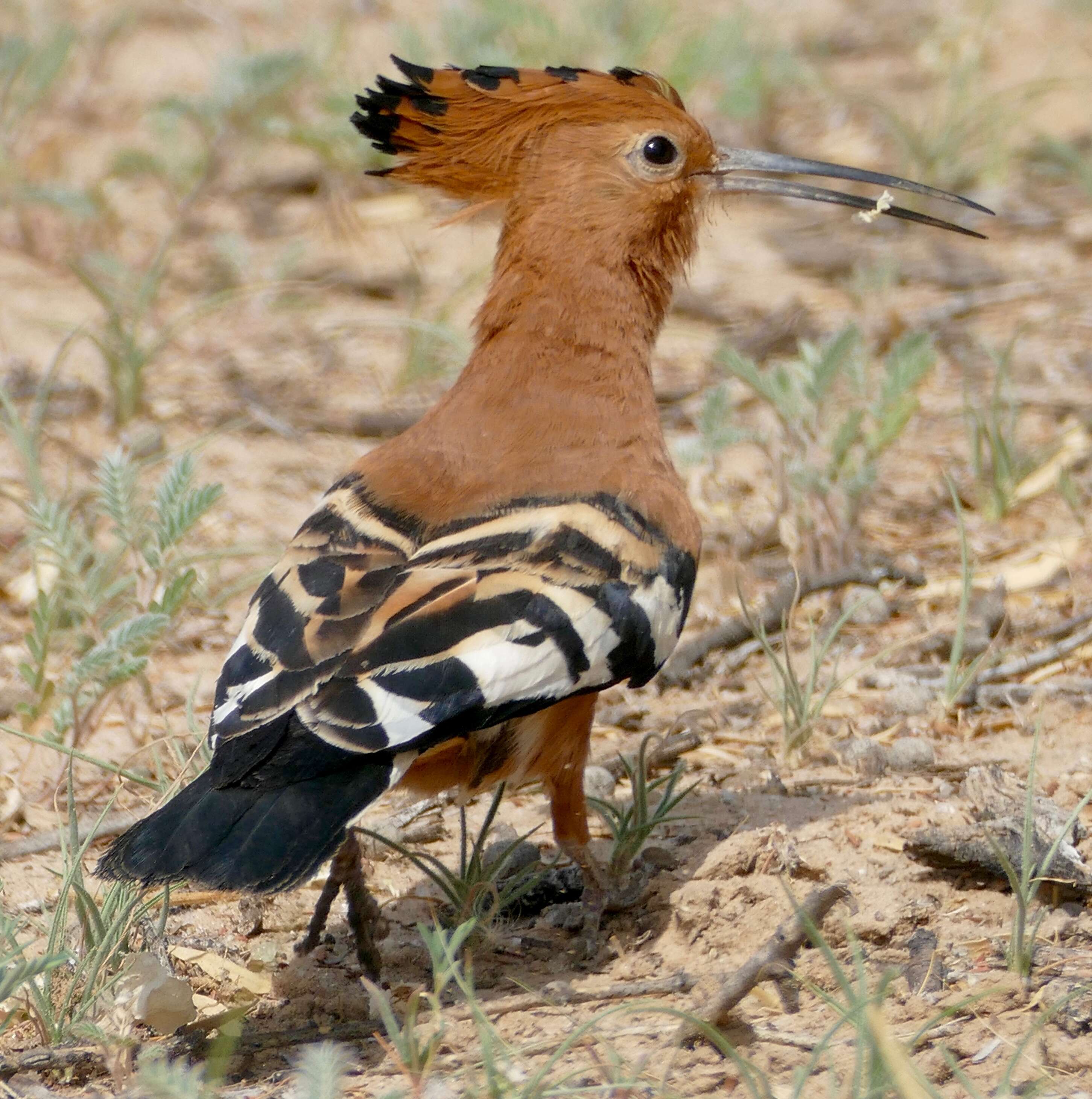 Image of hoopoes