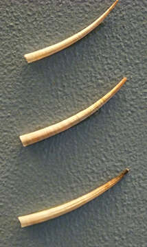Image of elongate tusk
