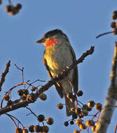 Pachyramphus aglaiae (Lafresnaye 1839) resmi