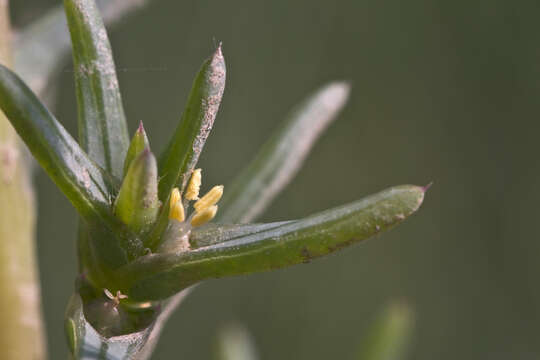 Imagem de Salsola soda L.