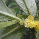 Image of Columnea villosissima Mansf.