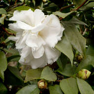 Слика од Camellia japonica L.