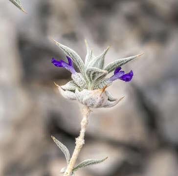 Image of woolly sage