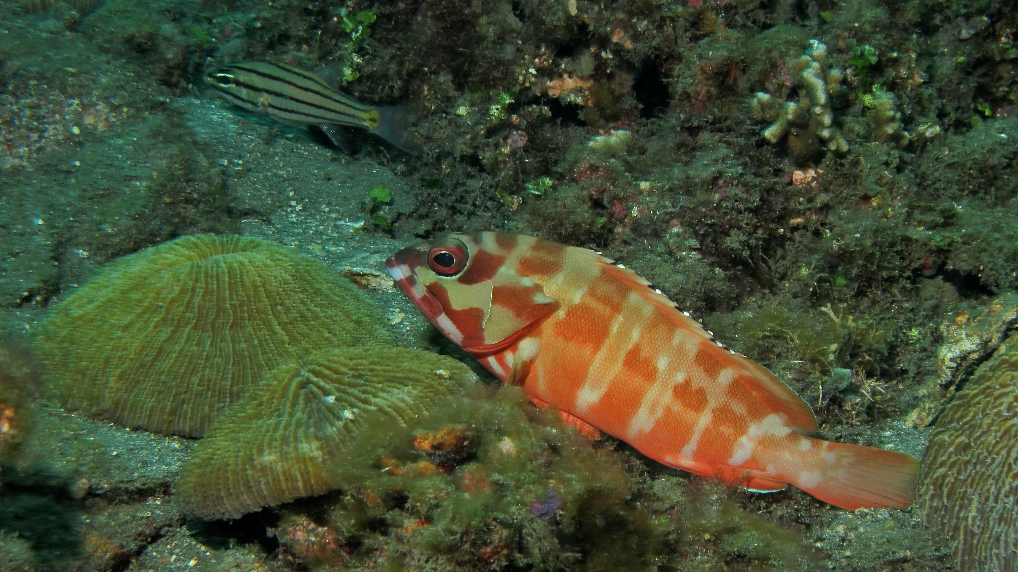 Image of Banded Reed Cod