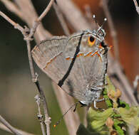 Image of Red-lined Scrub-Hairstreak