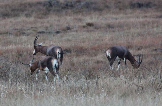 Image of Blesbok