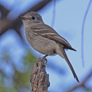 Image of American Grey Flycatcher