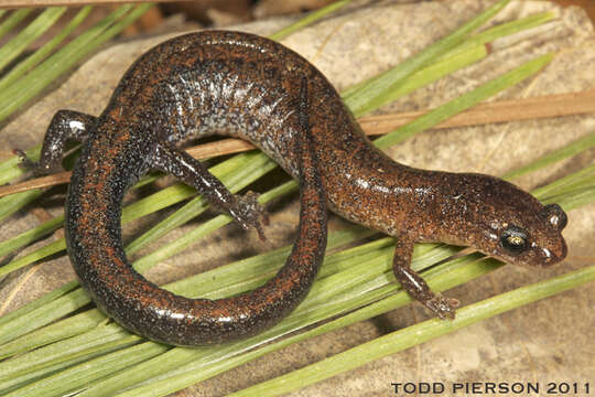 Image of Webster's Salamander