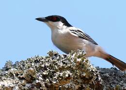 Image of Black-backed Puffback