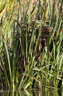 Image of Alcedo Linnaeus 1758