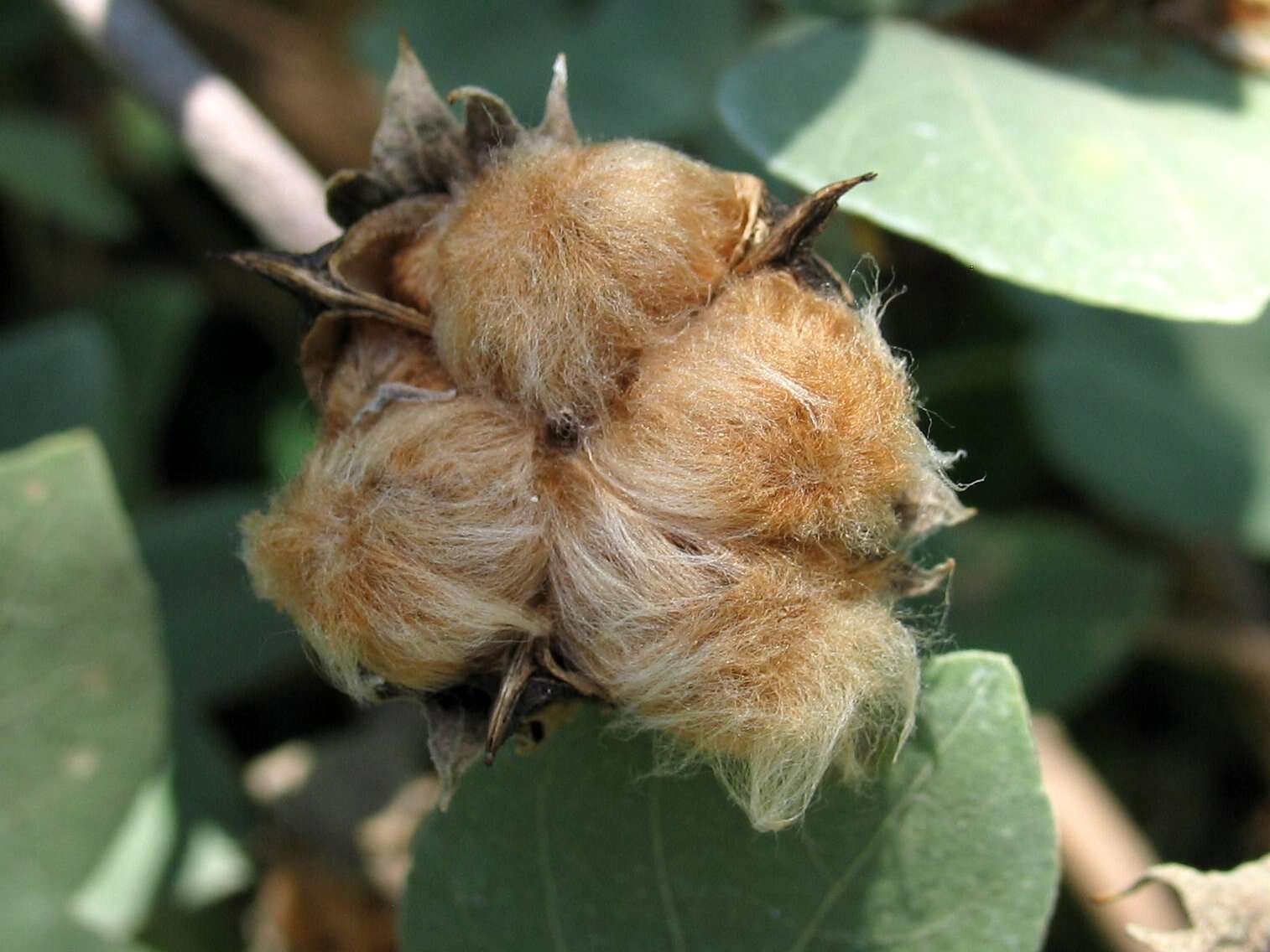 Image of cotton