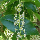 Image of Prunus brachybotrya Zucc.