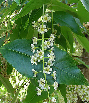 Image of Prunus brachybotrya Zucc.