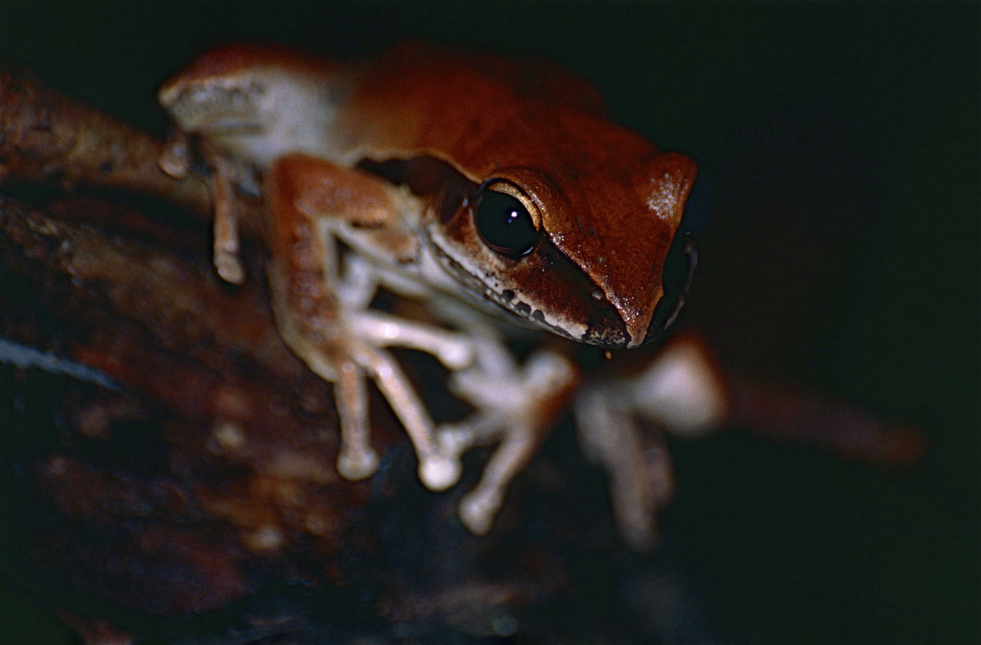 Image of Ranoidea jungguy (Donnellan & Mahony 2004)