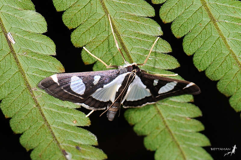 Image of Glyphodes actorionalis Walker 1859