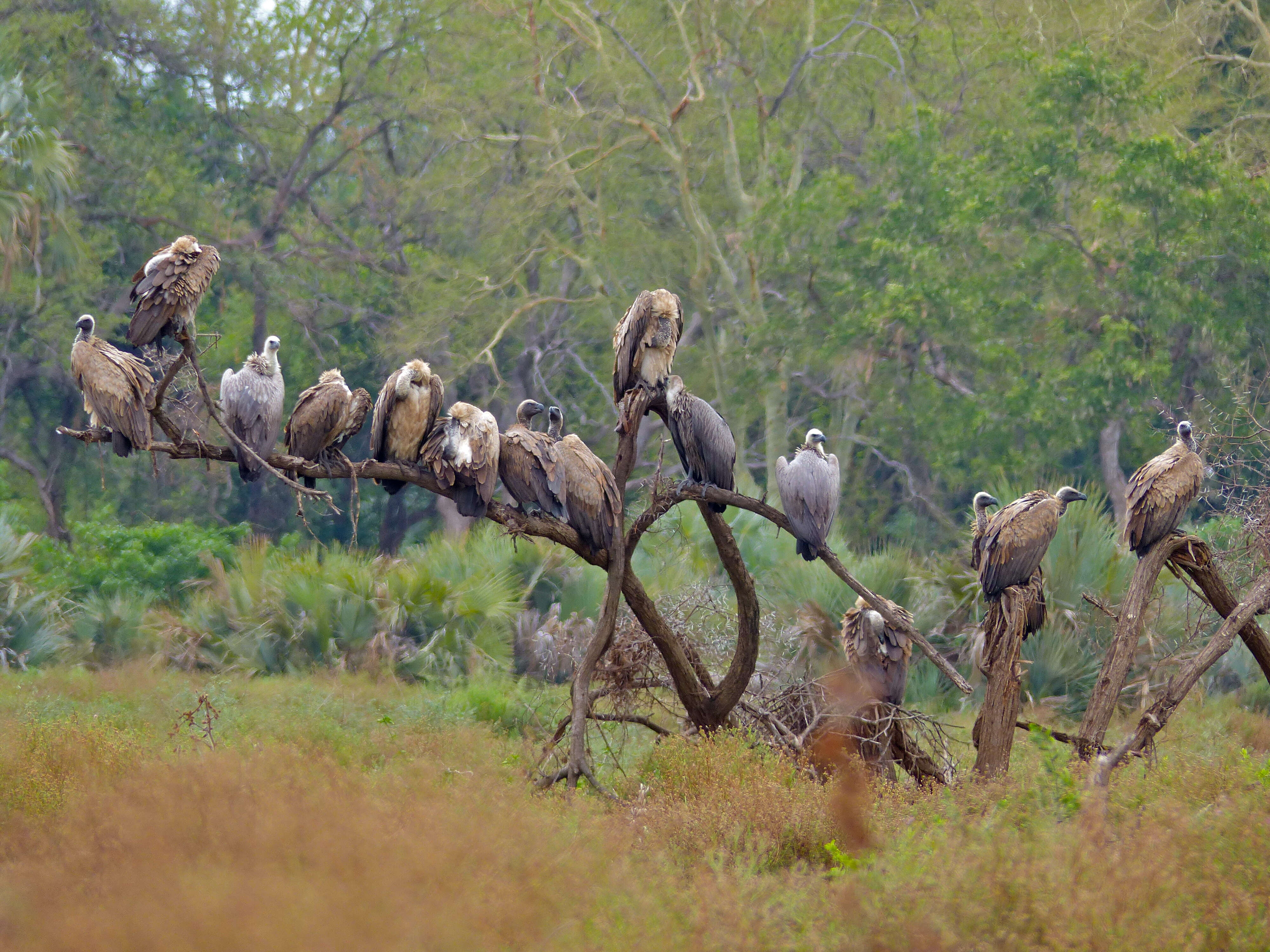 Image of White-backed Vulture