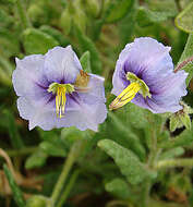 Image of Solanum trinominum J. R. Benn.