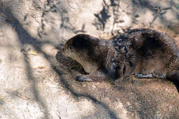 Lutra canadensis sonorae resmi