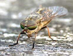 Image of Tabanus bromius Linnaeus 1758