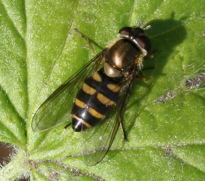 Image of Parasyrphus punctulatus (Verrall 1873)