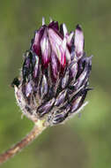 Plancia ëd Trifolium longipes subsp. atrorubens (Greene) J. M. Gillett