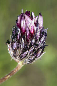 Image of longstalk clover