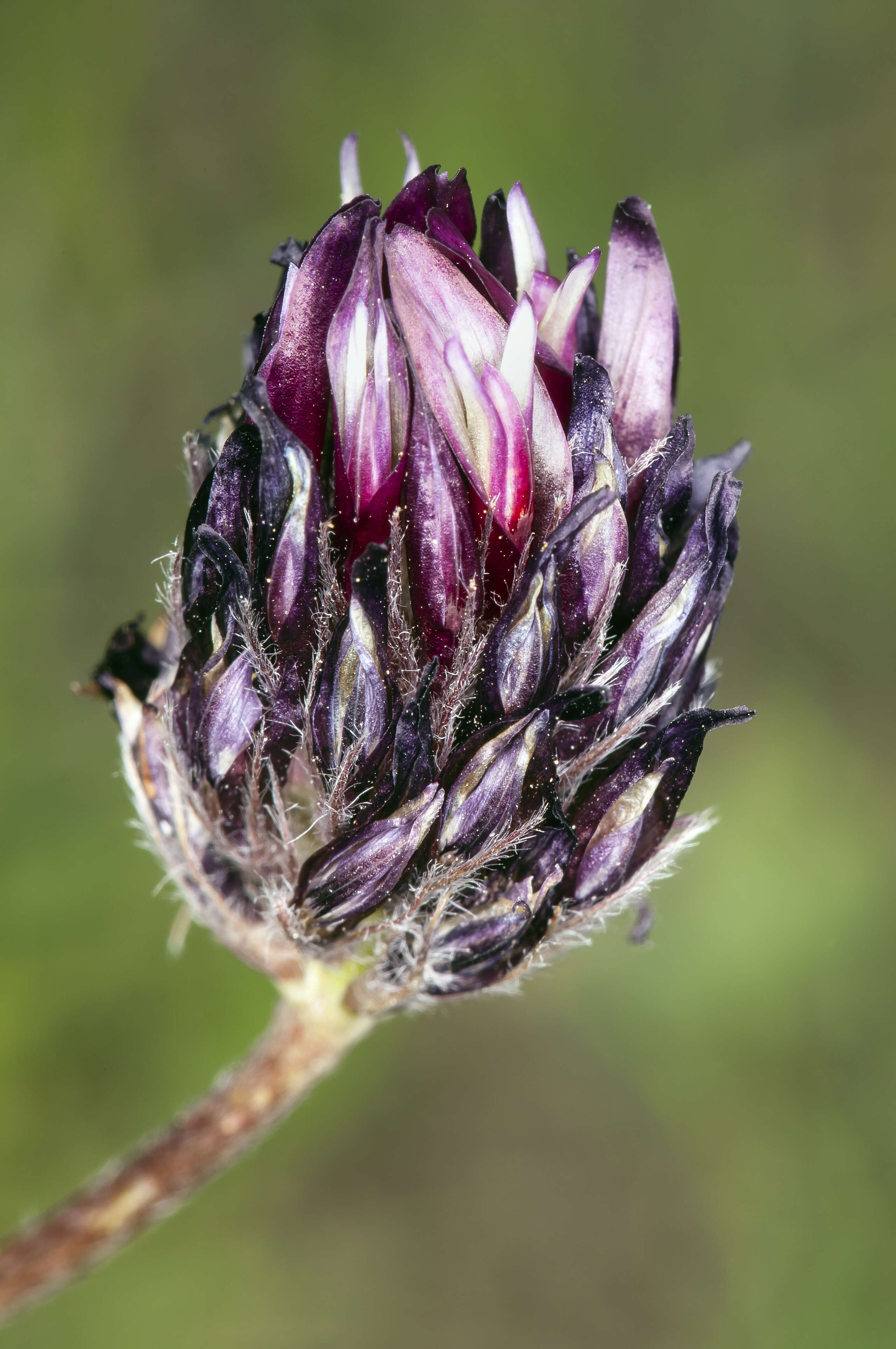 Image of longstalk clover