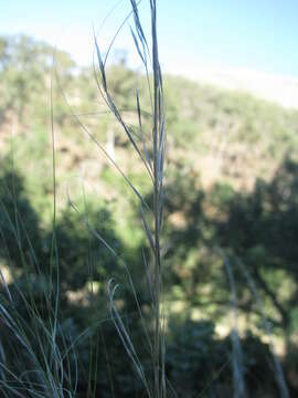 Image of Austrostipa scabra (Lindl.) S. W. L. Jacobs & J. Everett