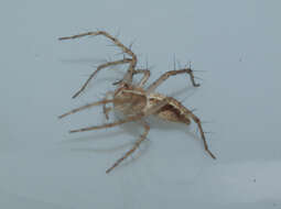 Image of lynx spider