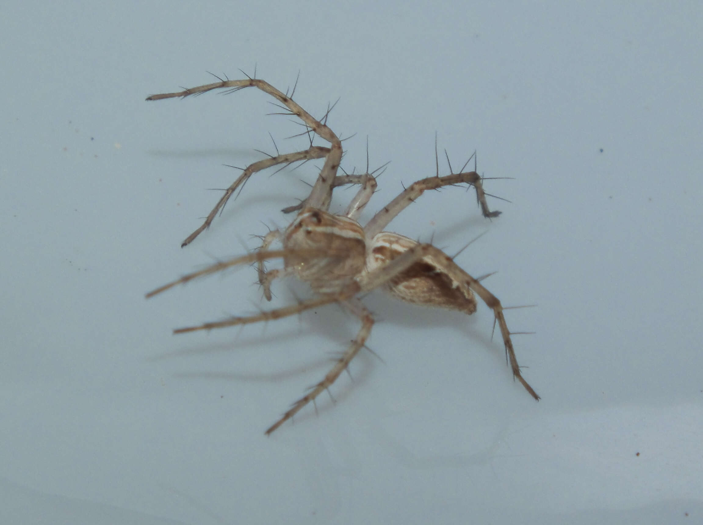 Image of lynx spider