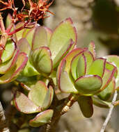 Image of Crassula arborescens (Mill.) Willd.