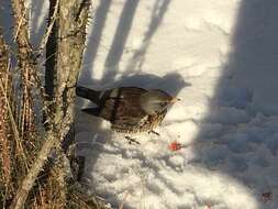 Image of Fieldfare