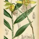 Image of Dendrobium brymerianum Rchb. fil.