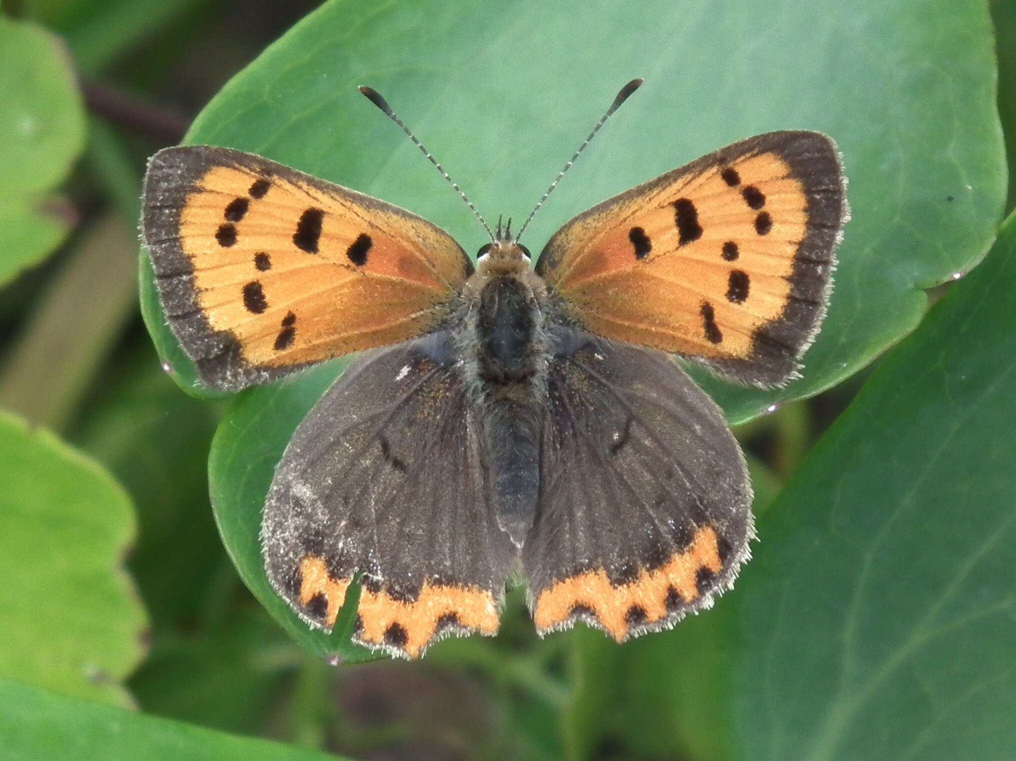 Image of Lycaena