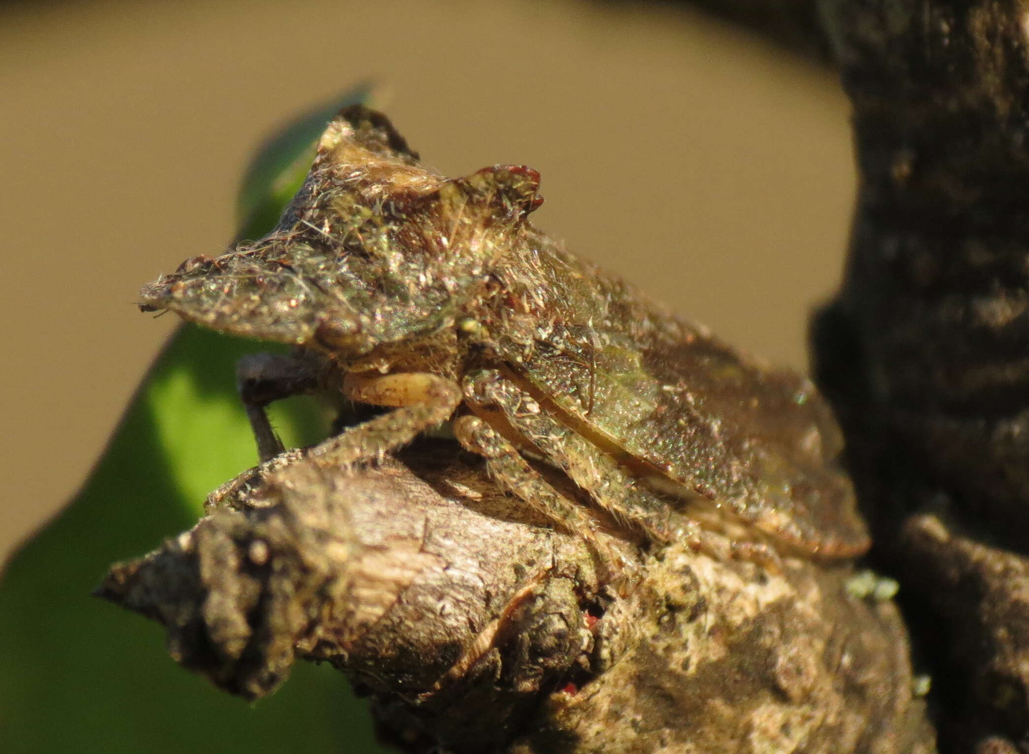 Image of Eared Leaf-hopper