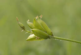 Слика од Oxytropis campestris (L.) DC.