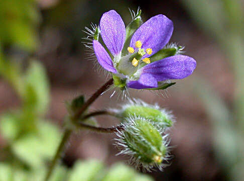 Image of Blue crawfoot