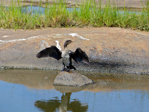 Image of Long-tailed Cormorant