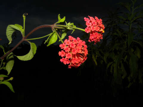 Image of lantana