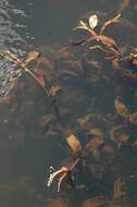 Image of alpine pondweed