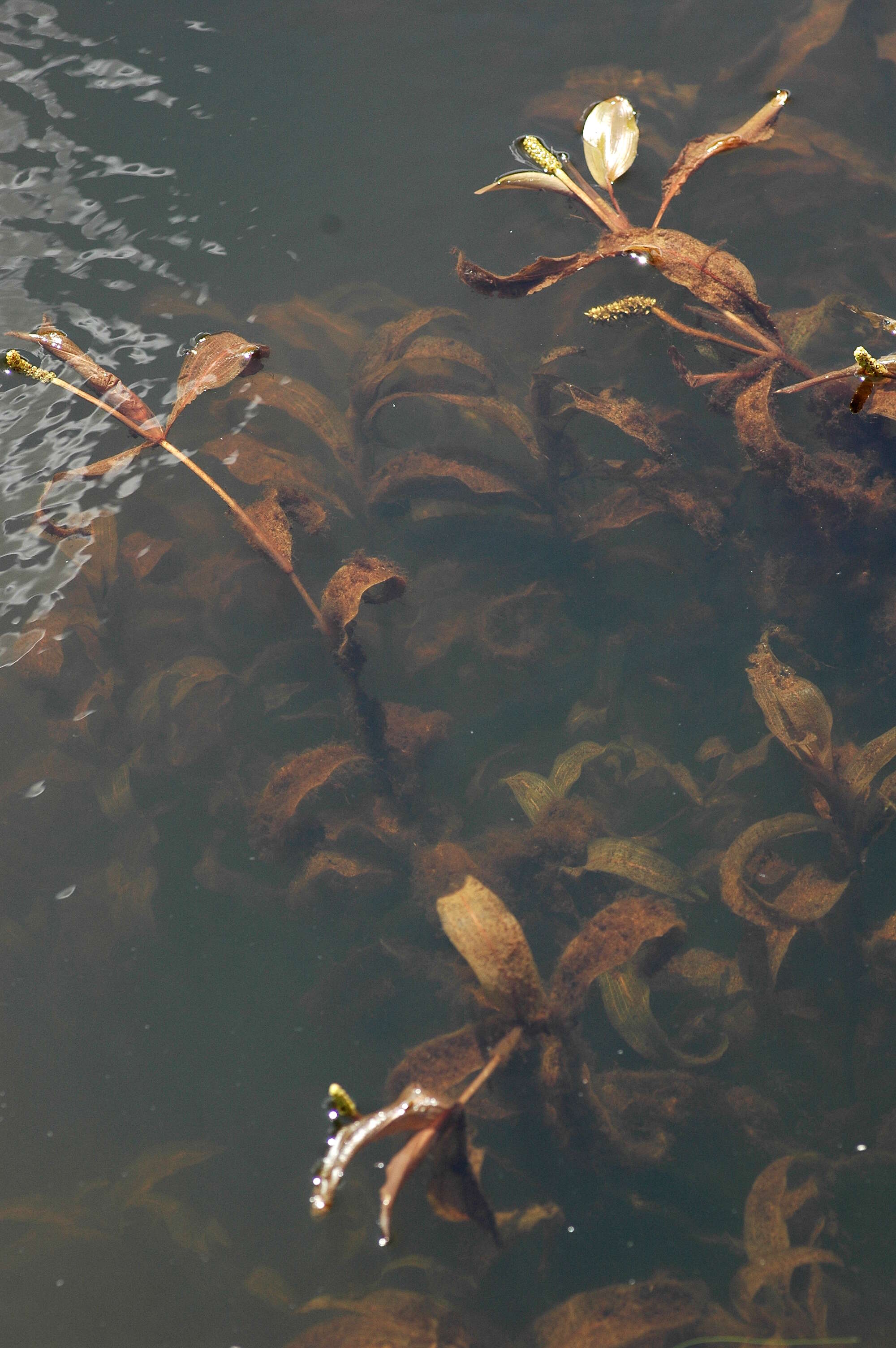 Image of alpine pondweed