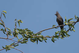 Phainopepla Baird & SF 1858的圖片