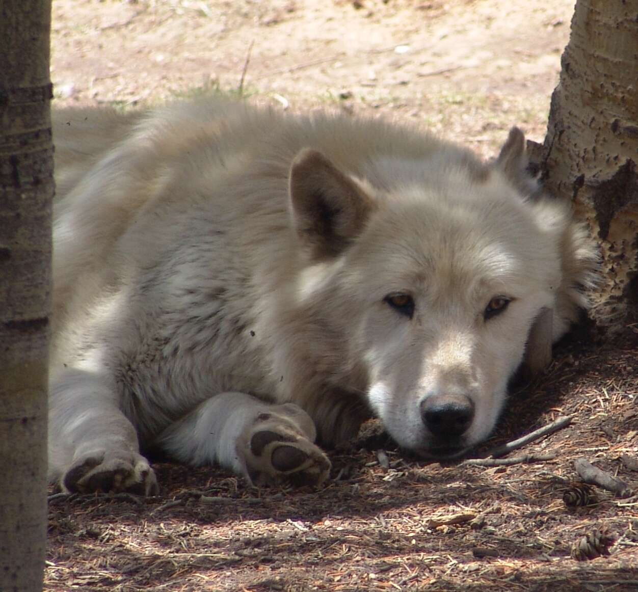 Image of Arctic wolf