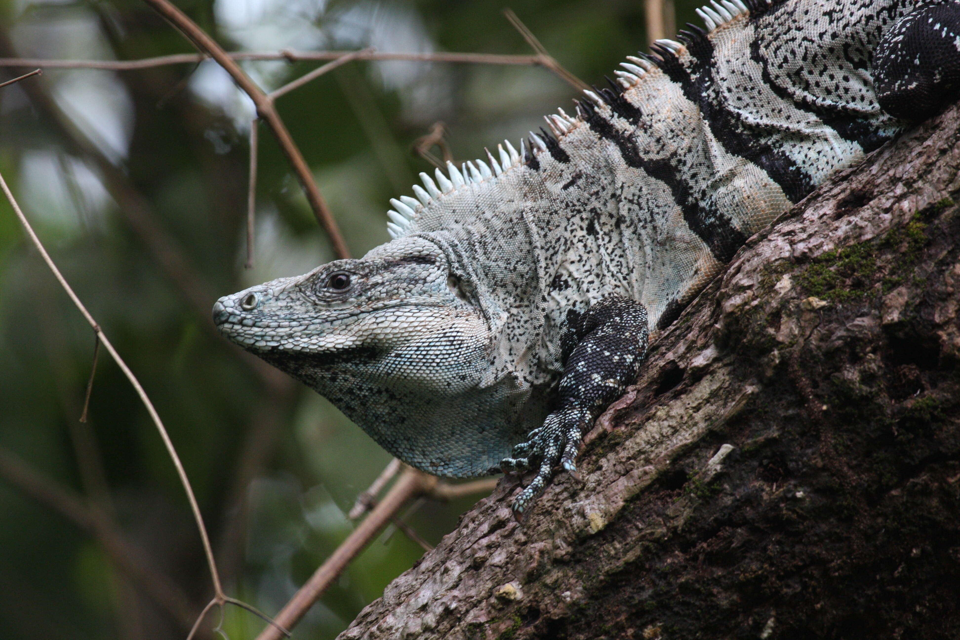 Image of Ctenosaura