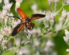 Image of Feather-legged Flies