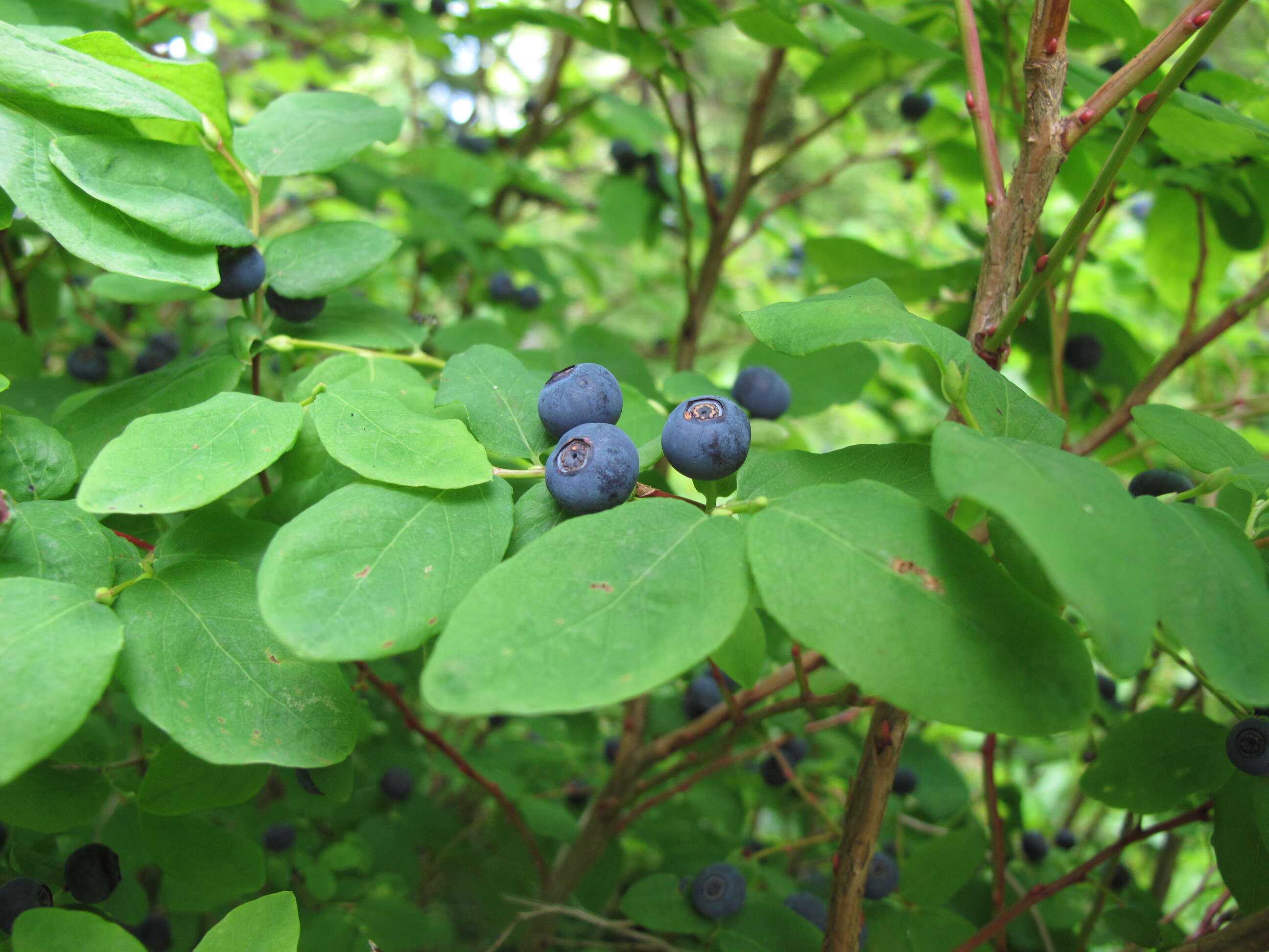 Image of blueberry