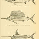 Image of Striped Marlin